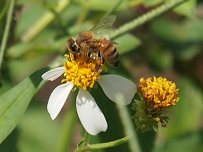 [The side view of the bee perched in the yellow center of a white-petaled flower. The three legs visible are thick and brown. The clear wings are raised above the body. The bee has a dark eye and thin black antenna. Only the very back end of this bee has black stripes across its golden body.]